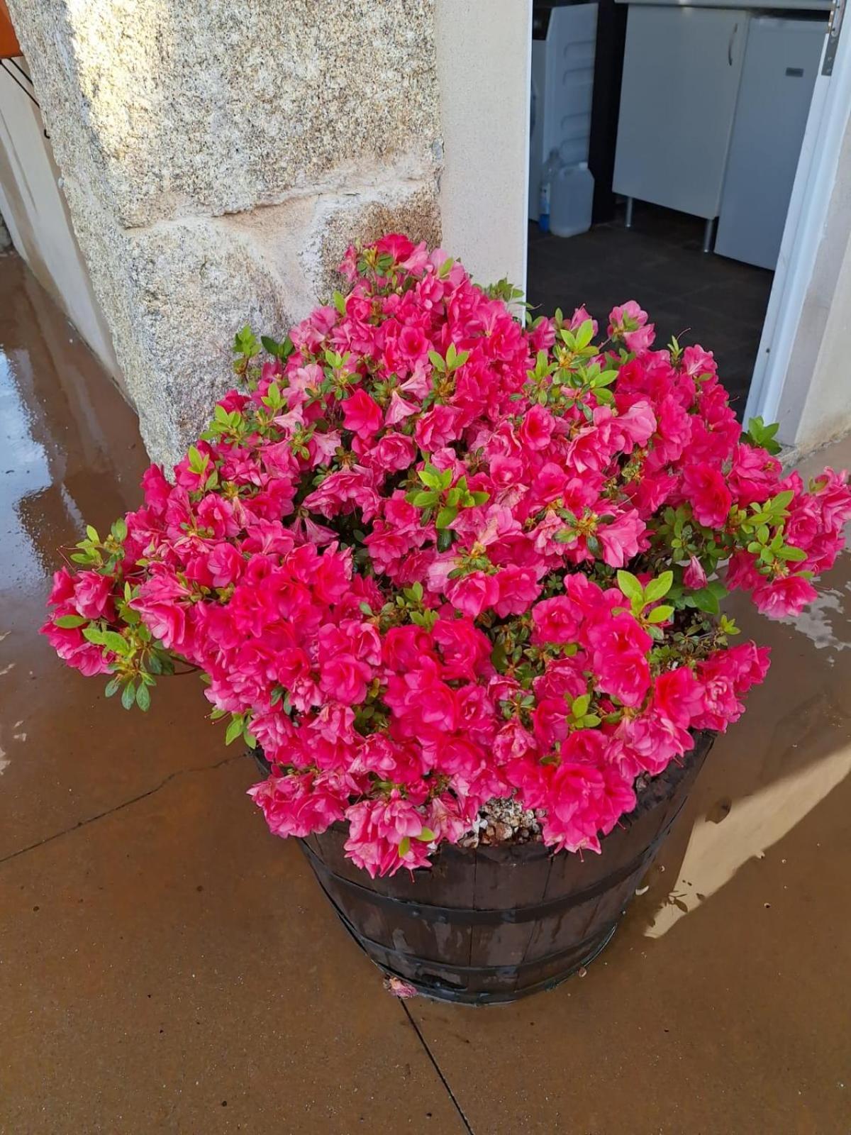 La Teijeira Pension O Corazon Da Ribeira Sacra מראה חיצוני תמונה