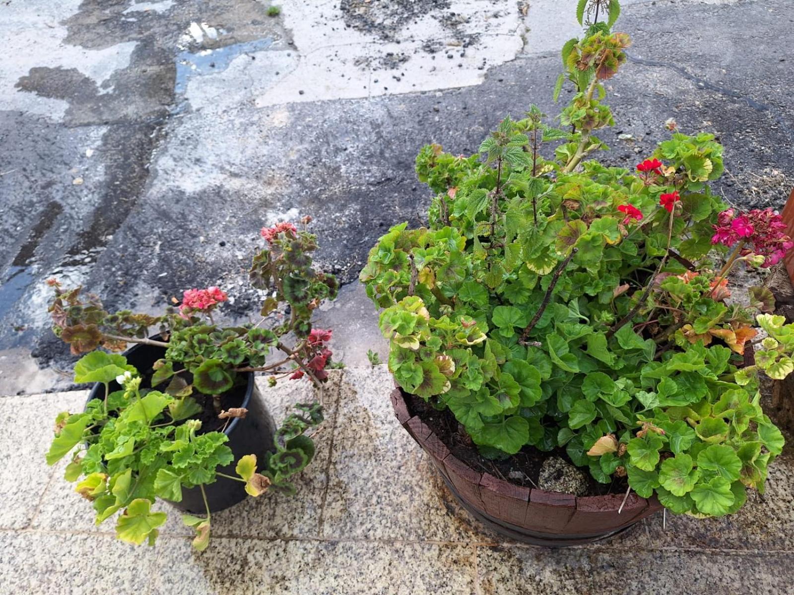 La Teijeira Pension O Corazon Da Ribeira Sacra מראה חיצוני תמונה
