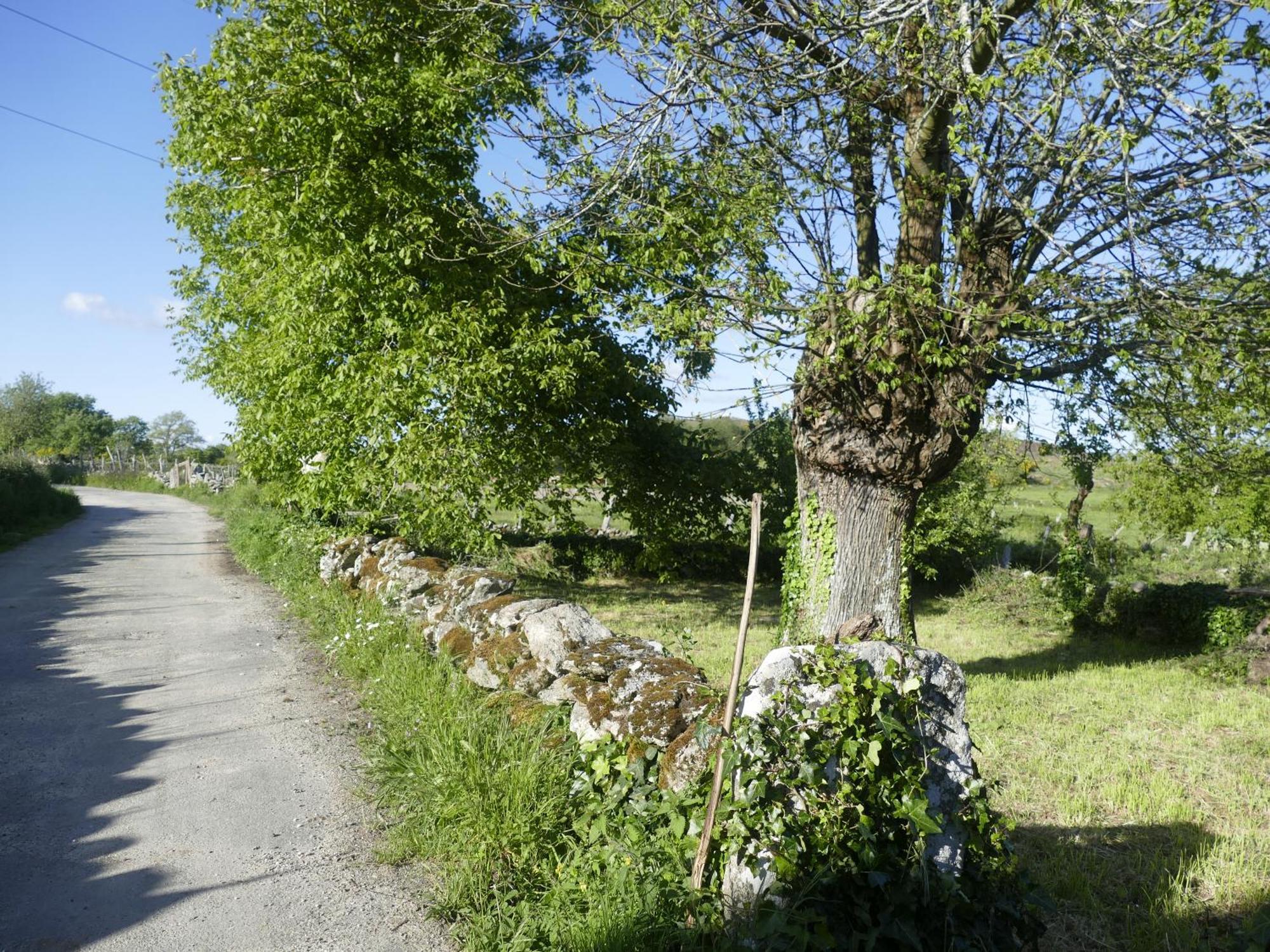 La Teijeira Pension O Corazon Da Ribeira Sacra מראה חיצוני תמונה