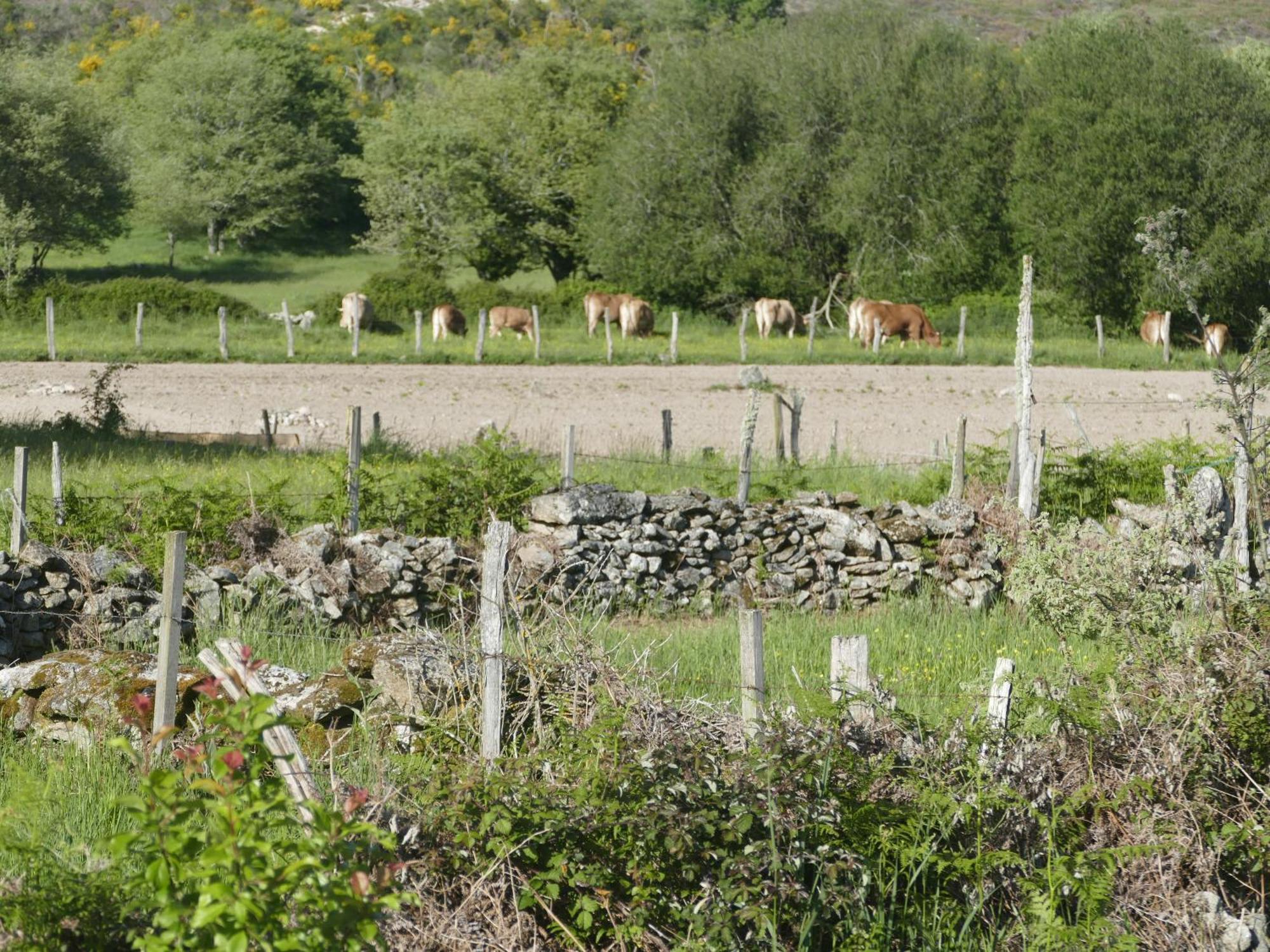 La Teijeira Pension O Corazon Da Ribeira Sacra מראה חיצוני תמונה